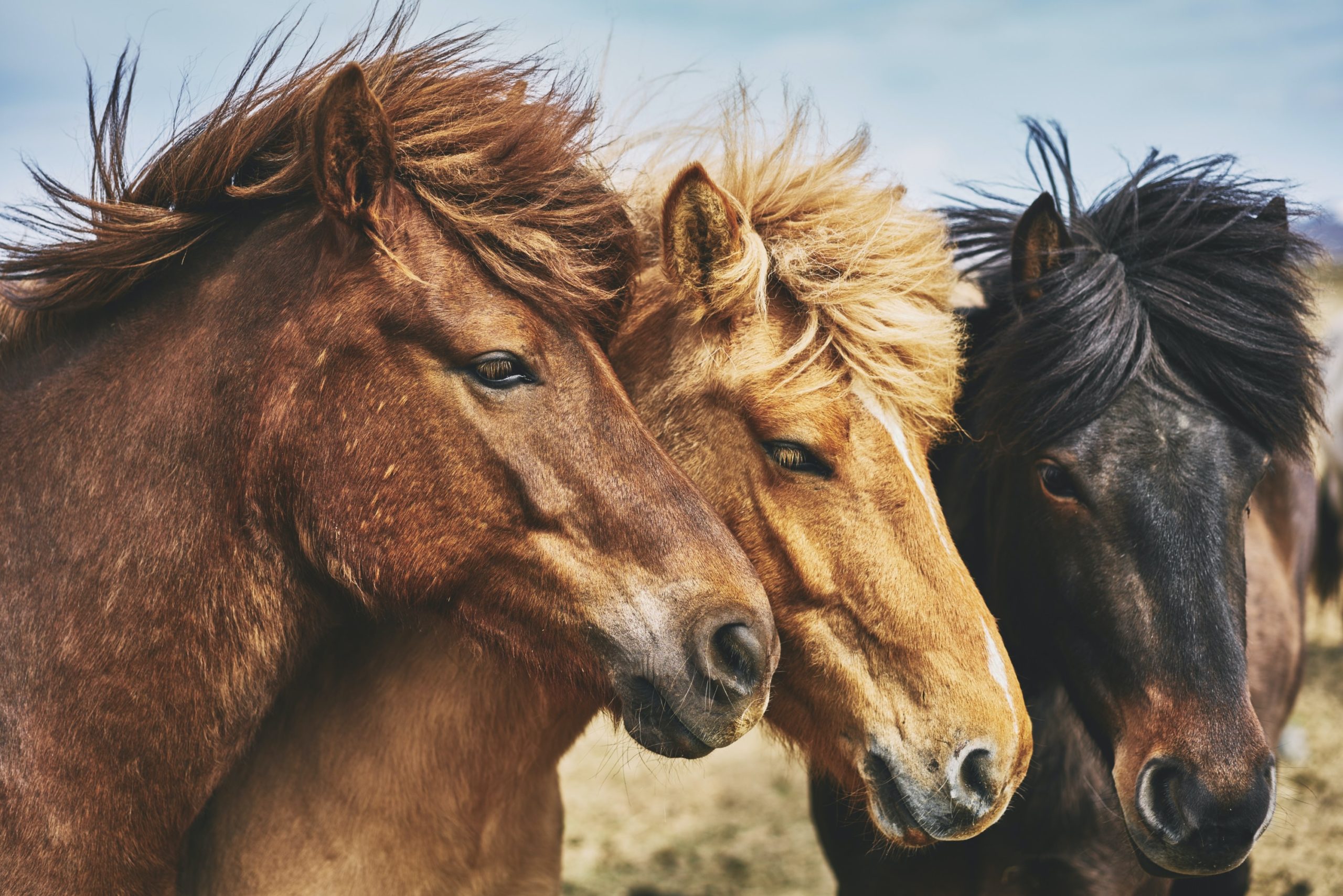 An in-depth research of horse breeds