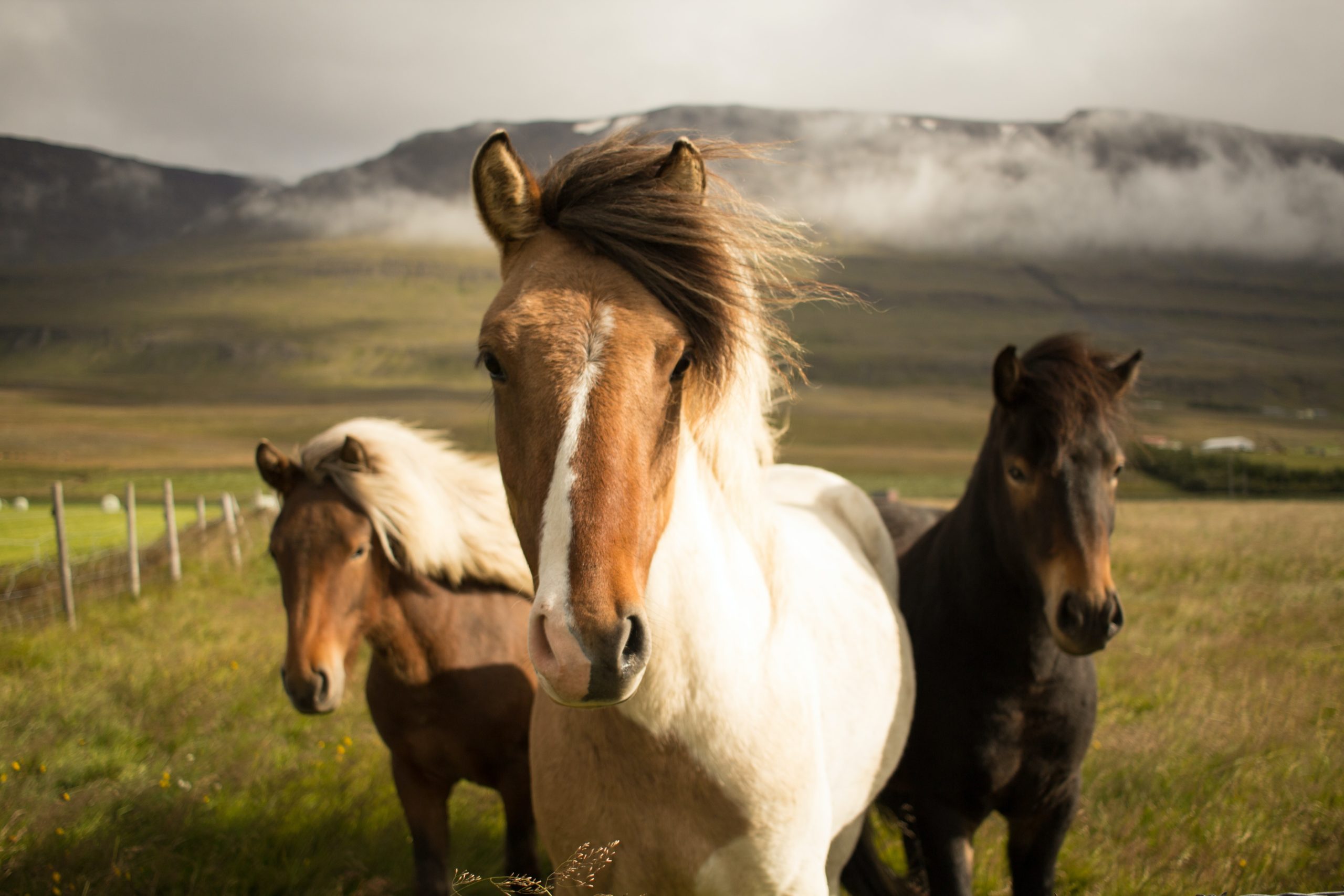 Horse Breeds and Horse Types Most Popular